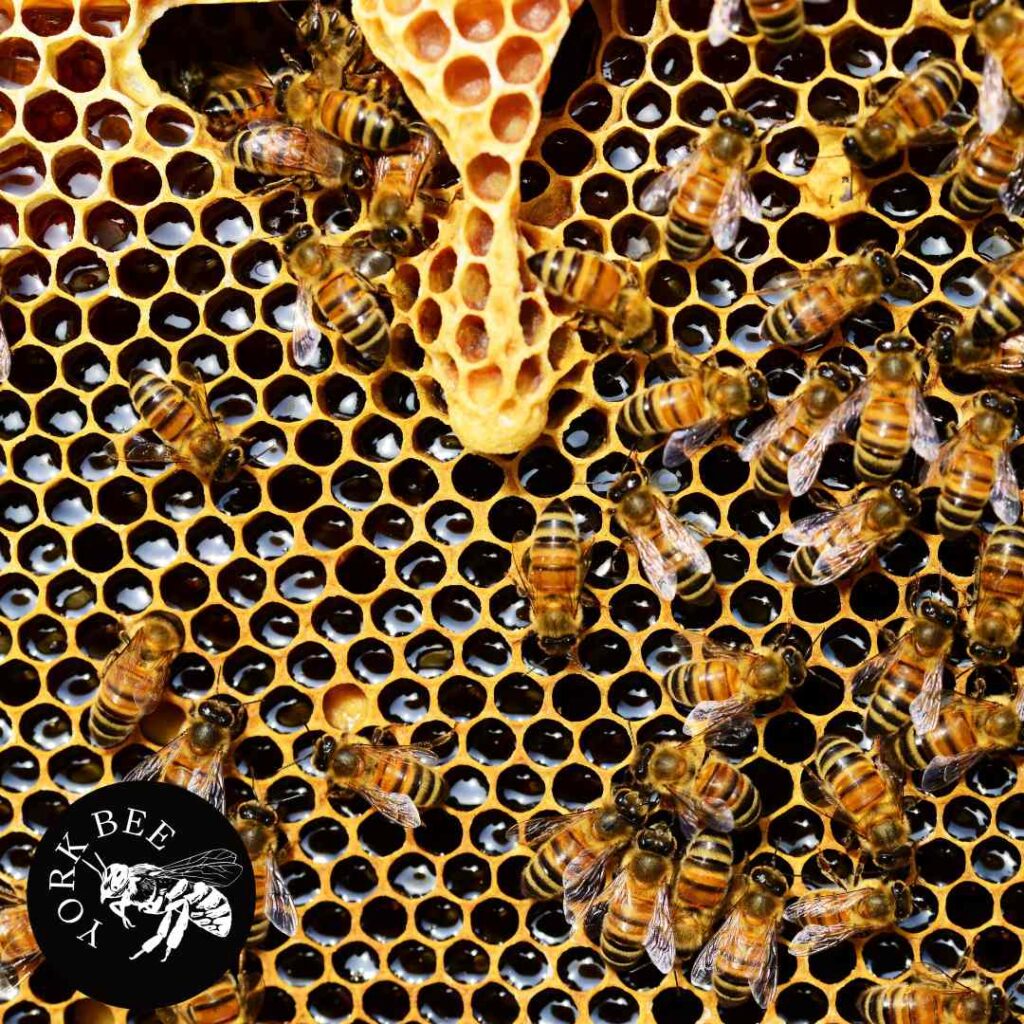 Bees For Sale! 5 Frames NUCs - Buy Directly From Beekeeper - Beekeeping ...