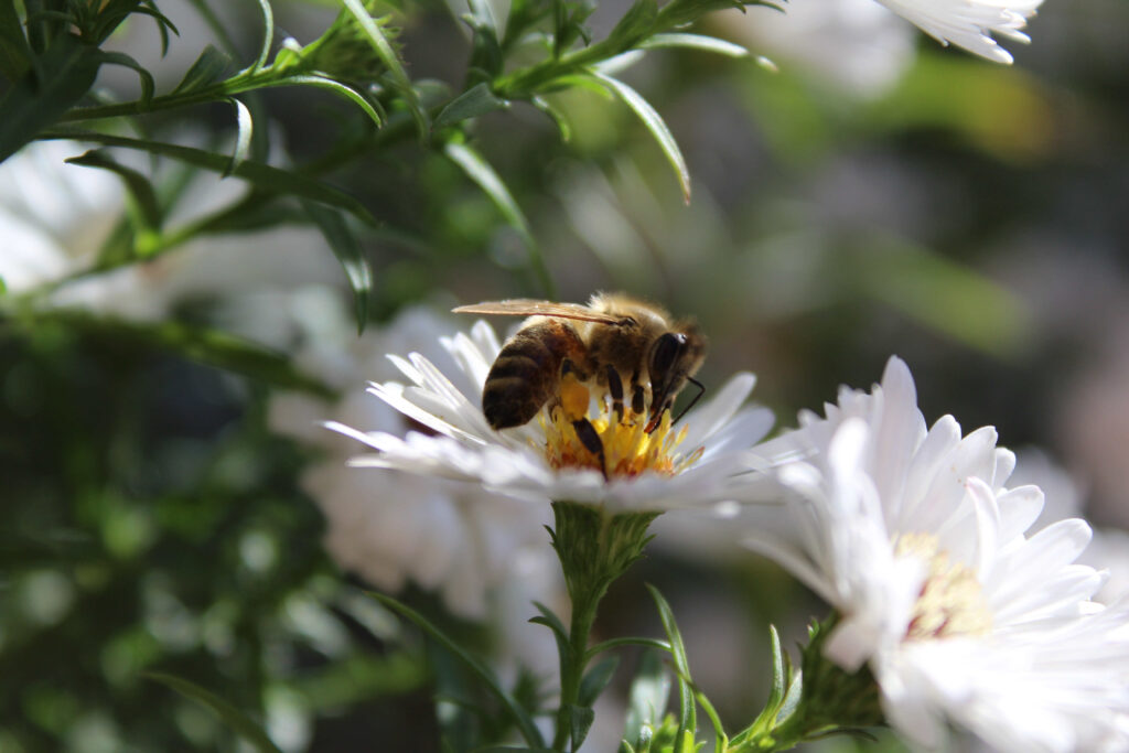 A Quick History Lesson: How Bees Came to…Bee