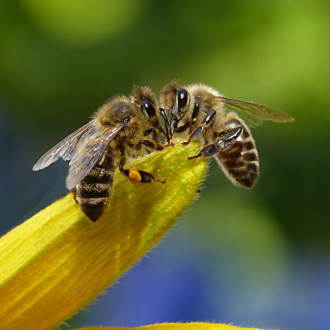 How Bees Came to…Bee-3 Interesting facts you neve knew!