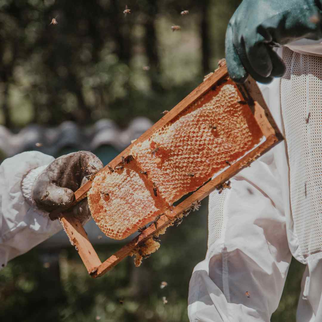 Honey story is something quite unique. We know it was there, as we do, that it was gathered and have been used for centuries, more of that – millenia. There were cave paintings done in Spain which are dated to about 8000 years of honey harvesting.